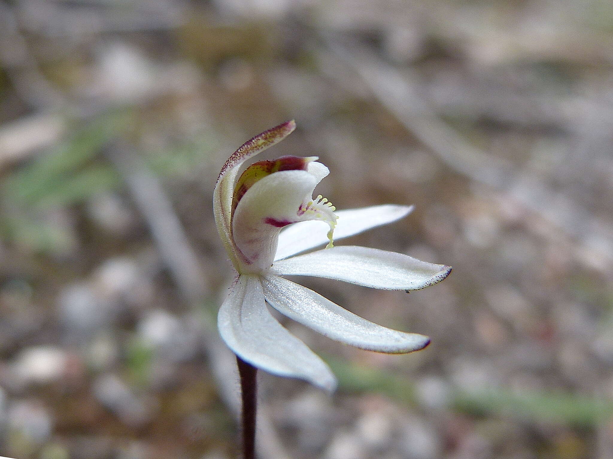 Caladenia fuscata (Rchb. fil.) M. A. Clem. & D. L. Jones的圖片