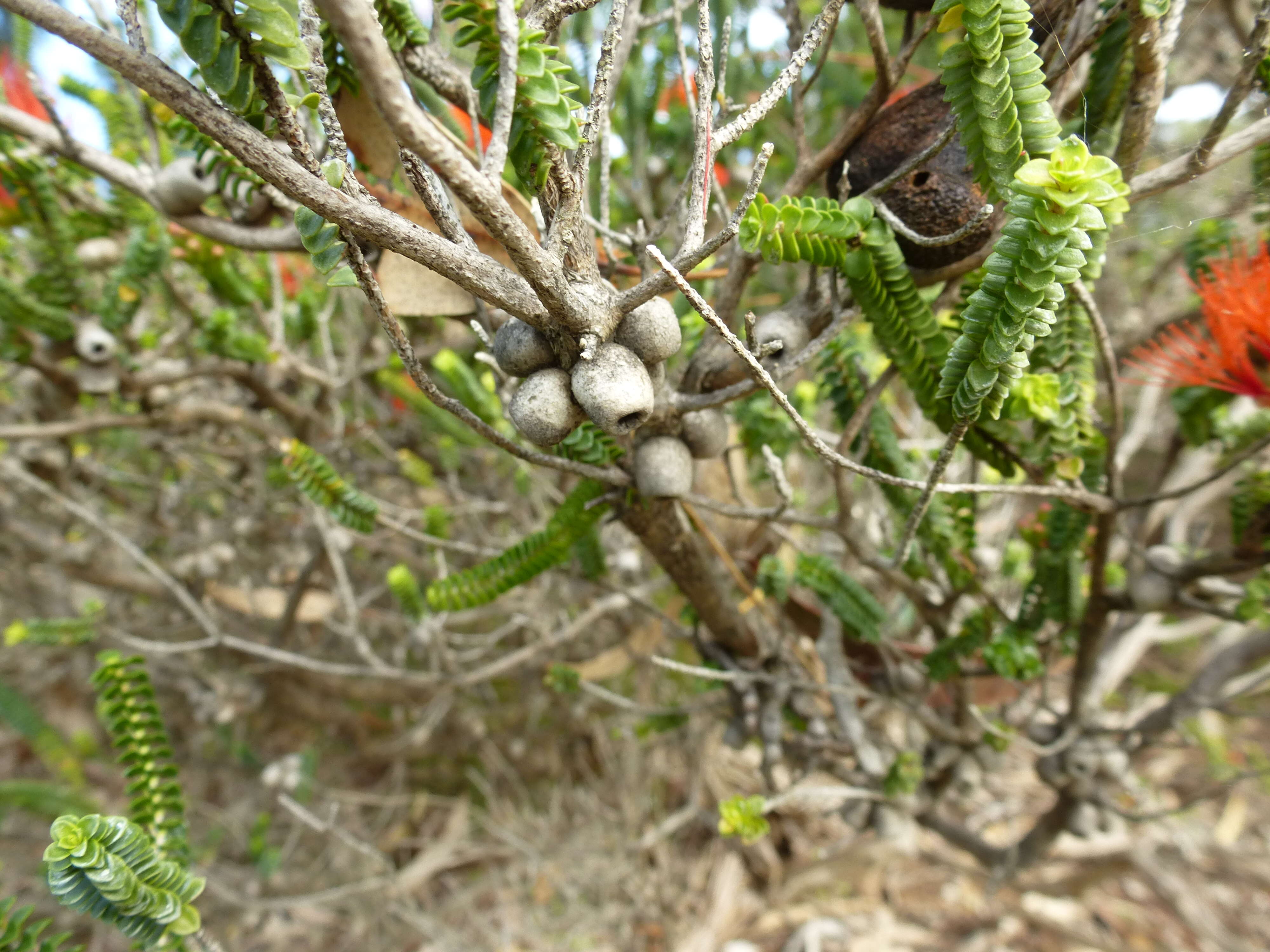 Image of Sand bottlebrush