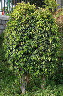 Imagem de Ficus benjamina L.