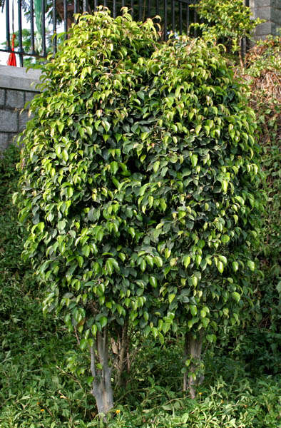 Imagem de Ficus benjamina L.