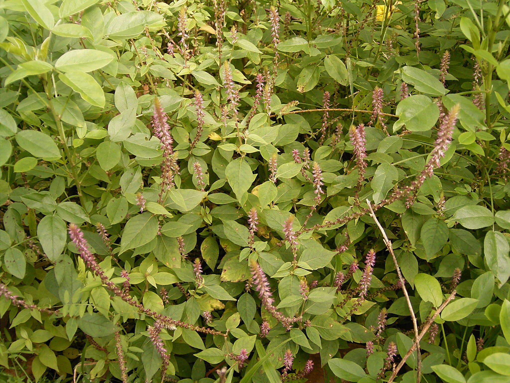 Image of Chaff-flower