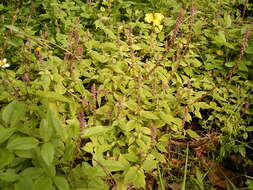 Image of Chaff-flower