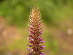 Image of Chaff-flower