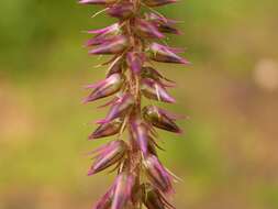 Image of Chaff-flower