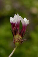 Image of <i>Trifolium variegatum</i> var. <i>geminiflorum</i>