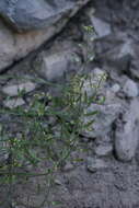 Image of Charleston Mountain Whitlow-Grass