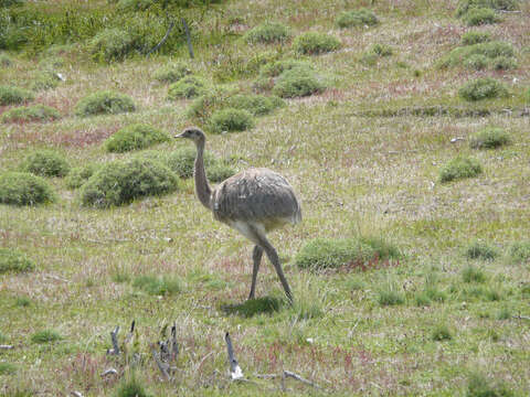 Image of Lesser Rhea