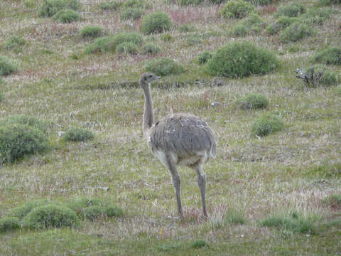 Image of Lesser Rhea