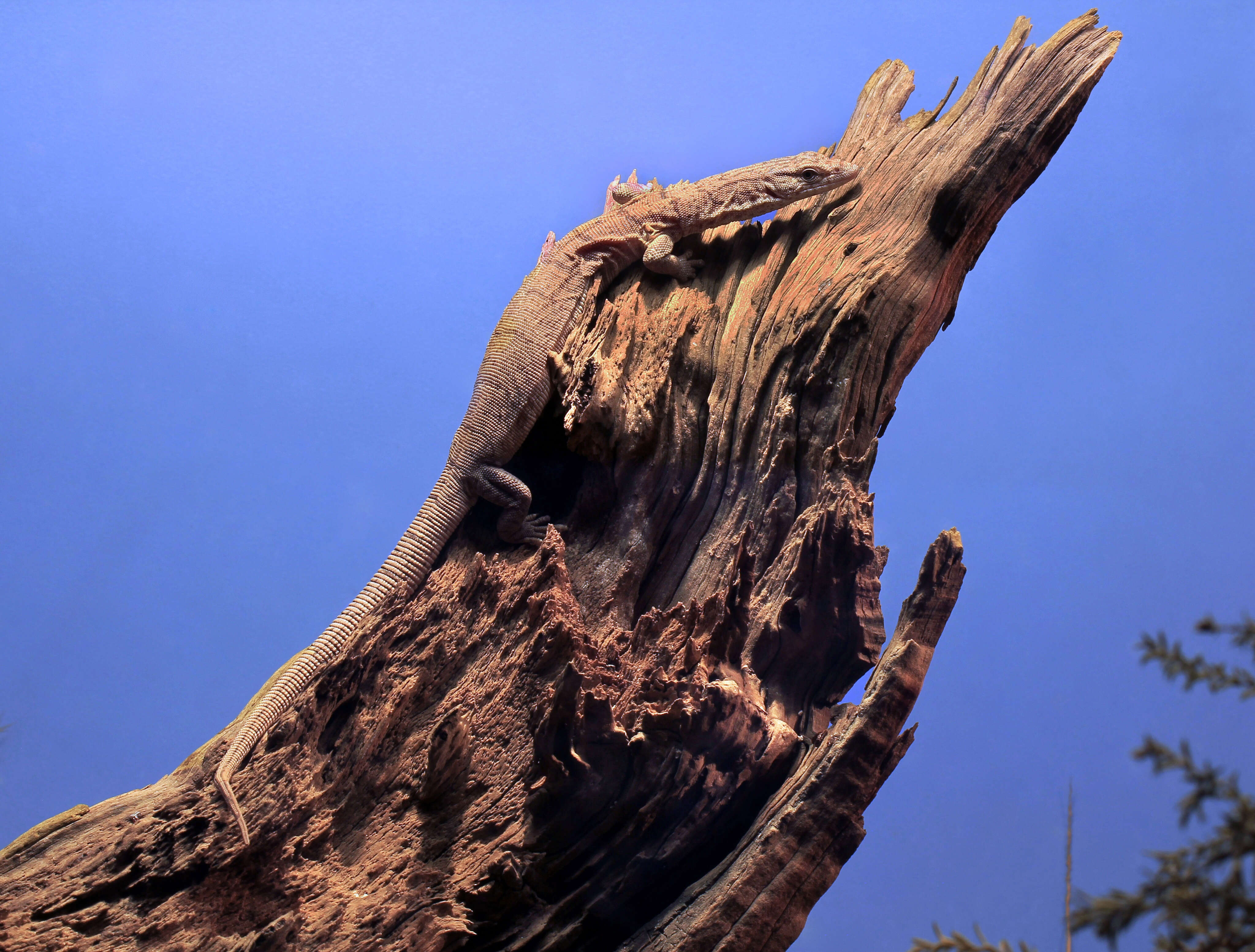 Image of Pygmy Mulga Monitor