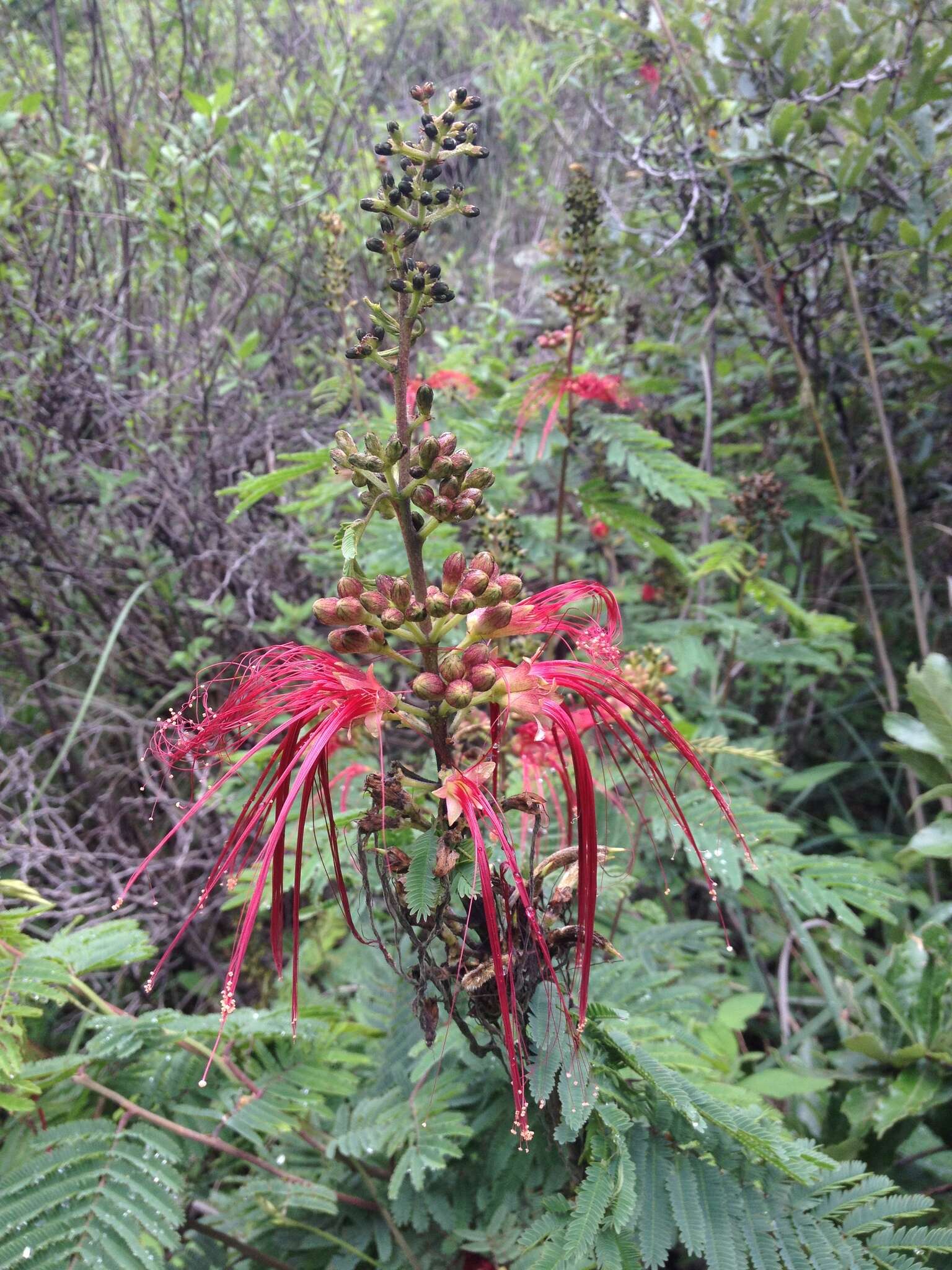 Imagem de Calliandra houstoniana var. anomala (Kunth) Barneby