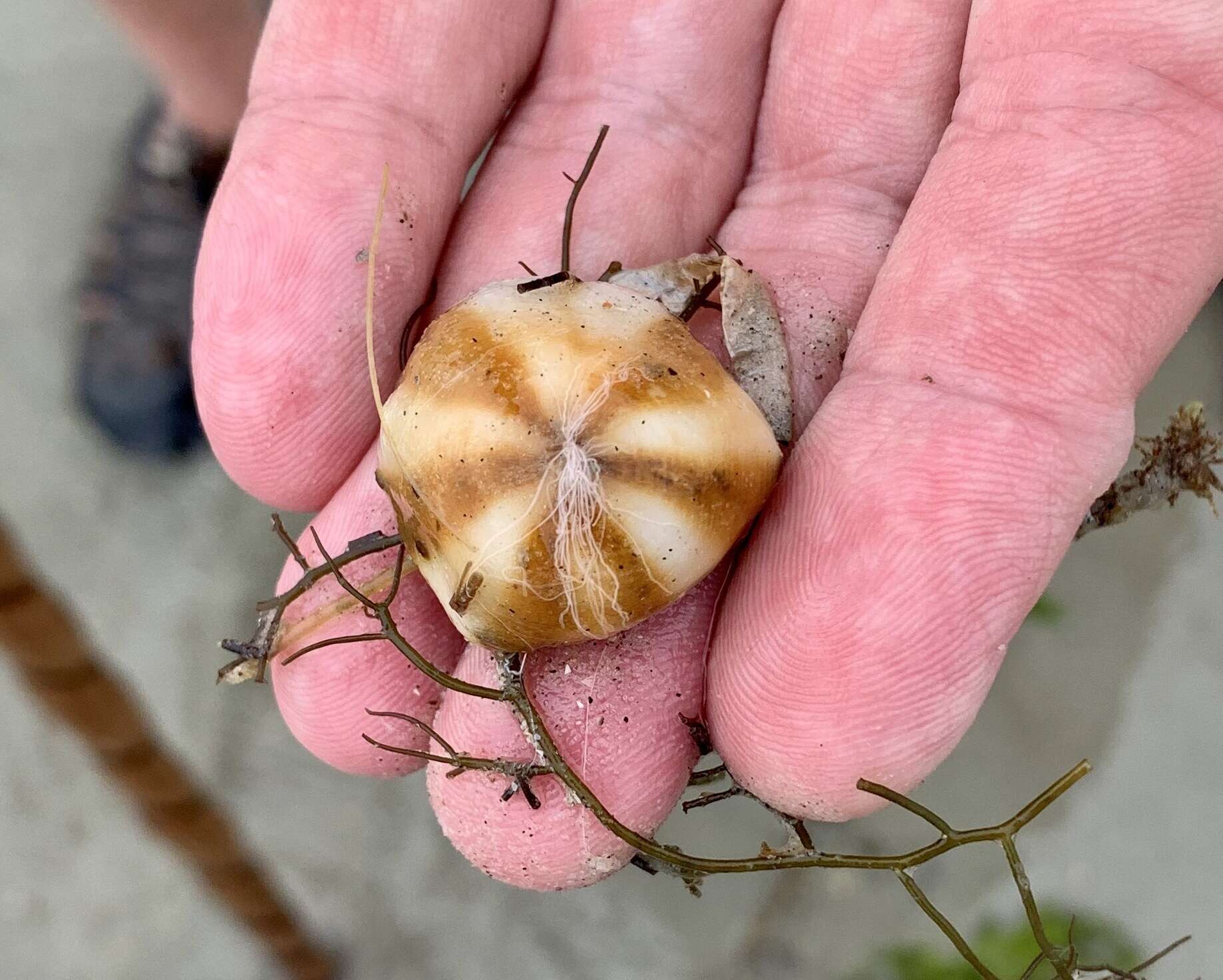 Image of hermit anemone