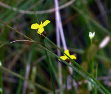 Image of northern yelloweyed grass