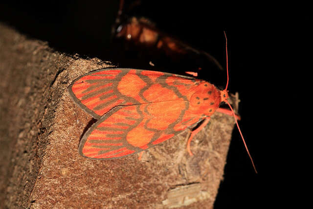 Image of Barsine roseororatus (Butler 1877)