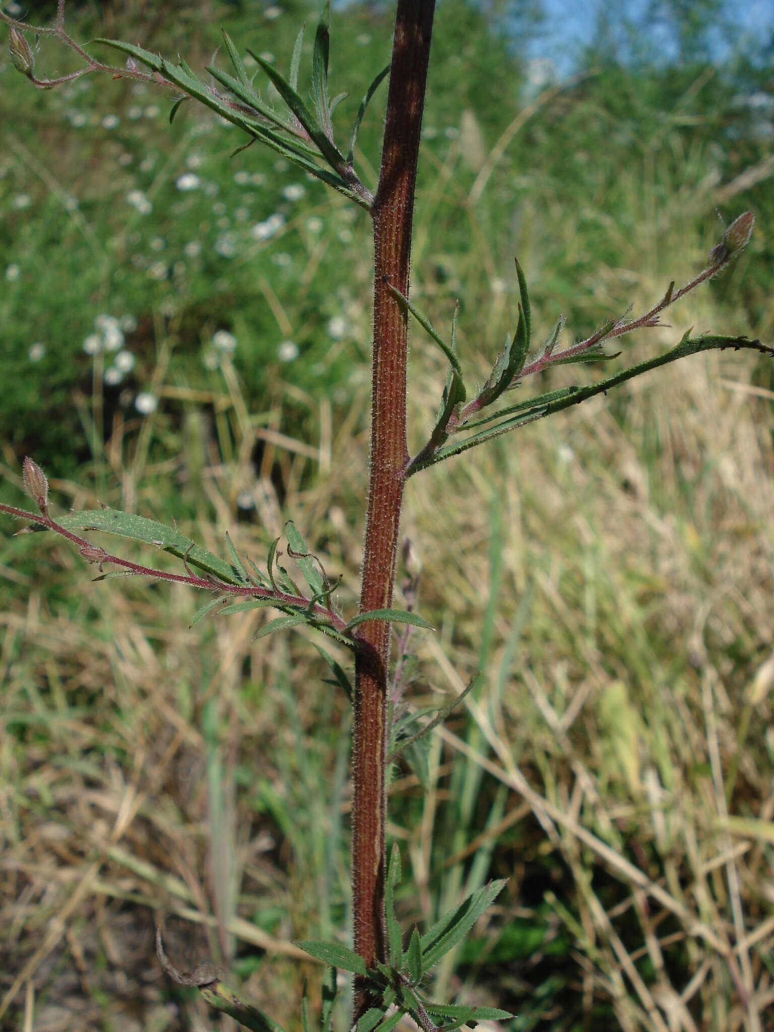 Imagem de Croptilon divaricatum (Nutt.) Rafin.