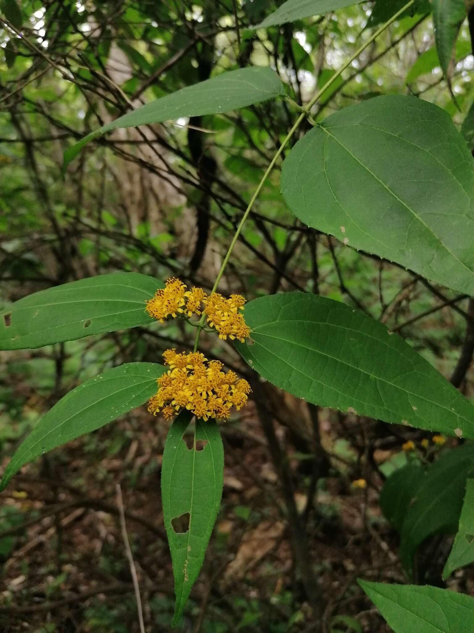 Plancia ëd Otopappus mexicanus (Rzed.) H. Rob.