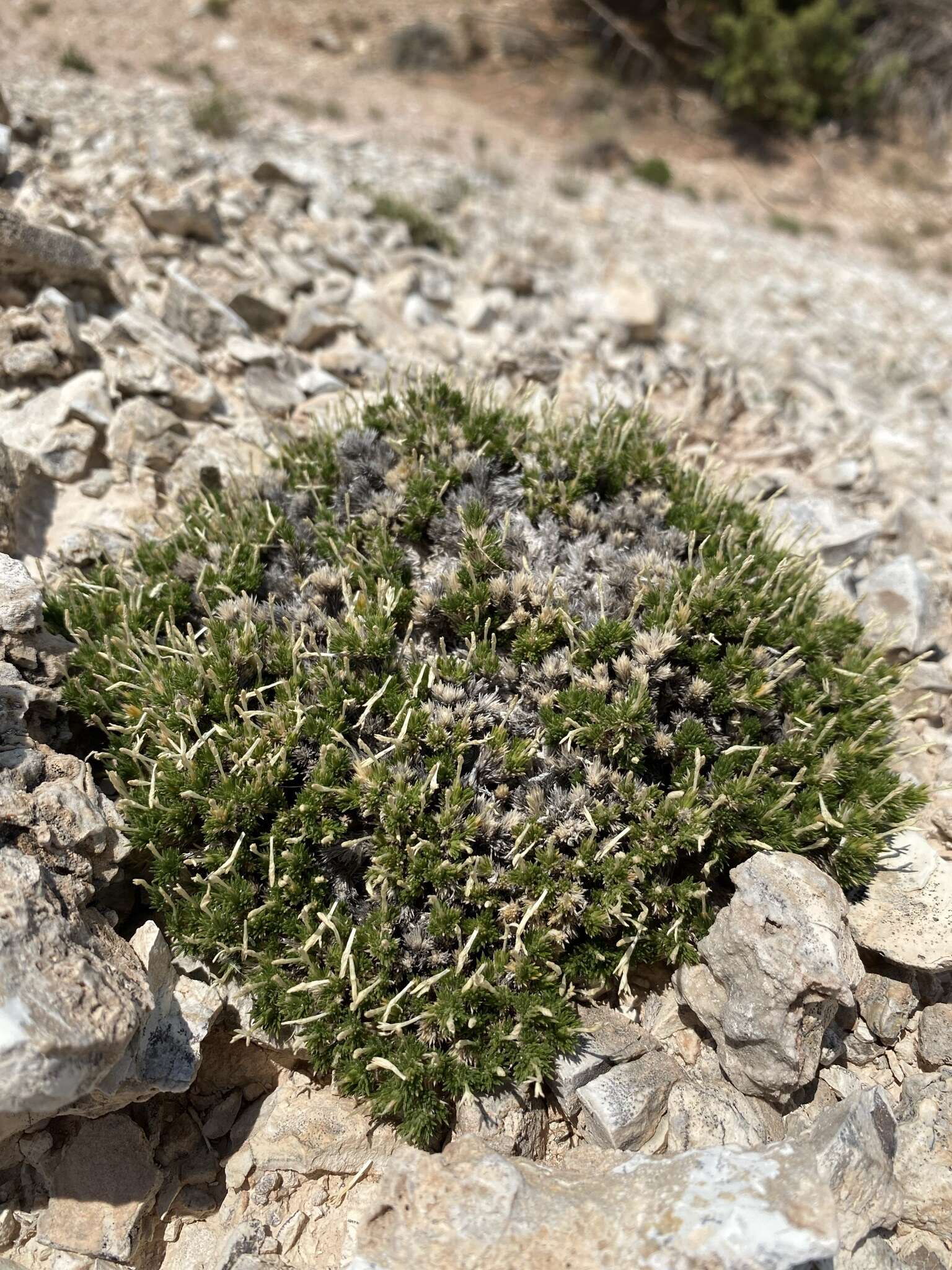 Image of mat prickly phlox