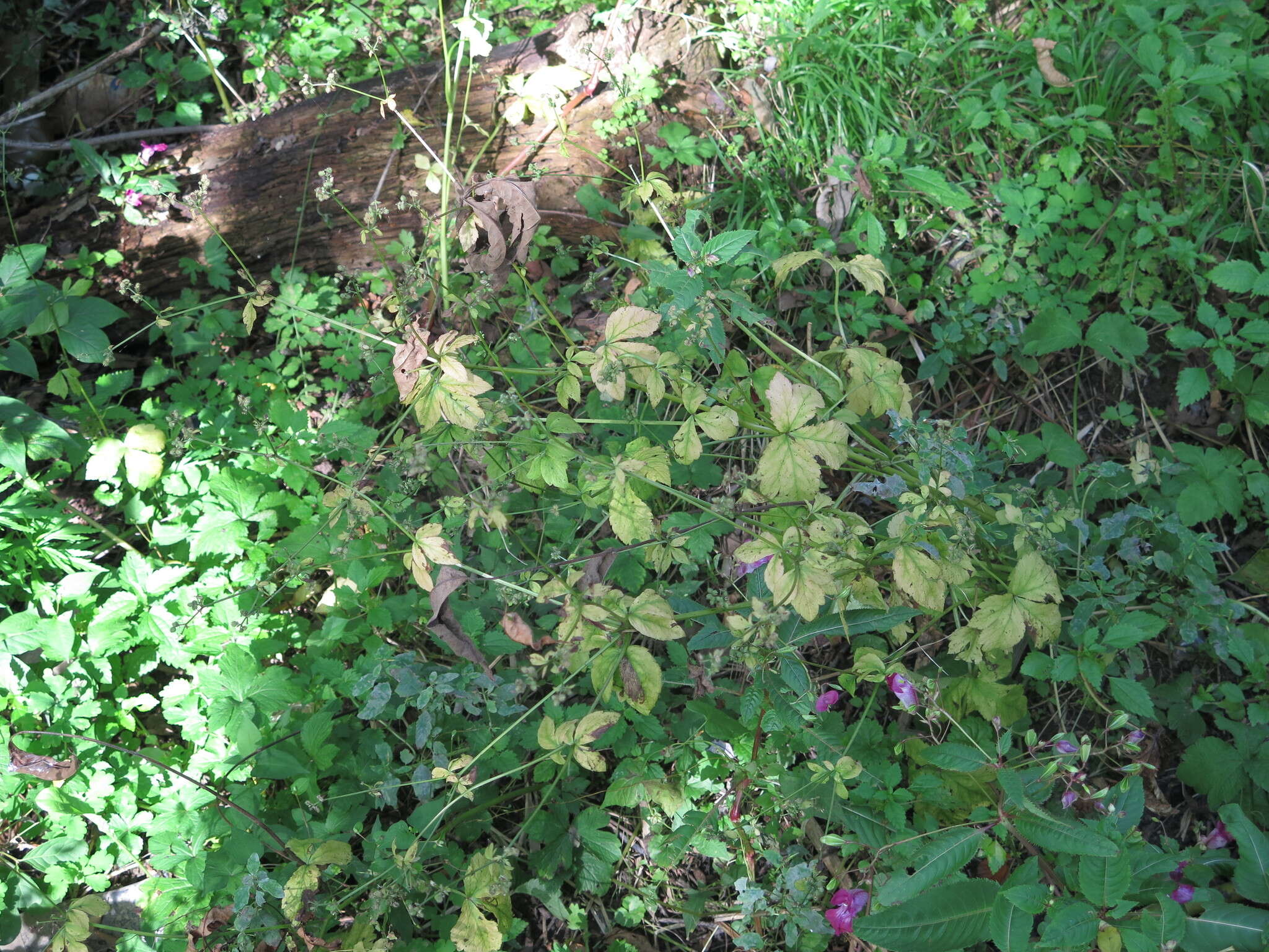 Imagem de Sanicula chinensis Bunge