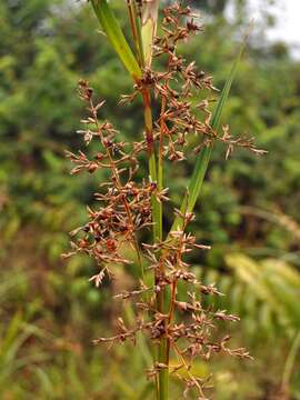 صورة Scleria sumatrensis Retz.