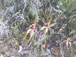 Image of Clubbed spider orchid