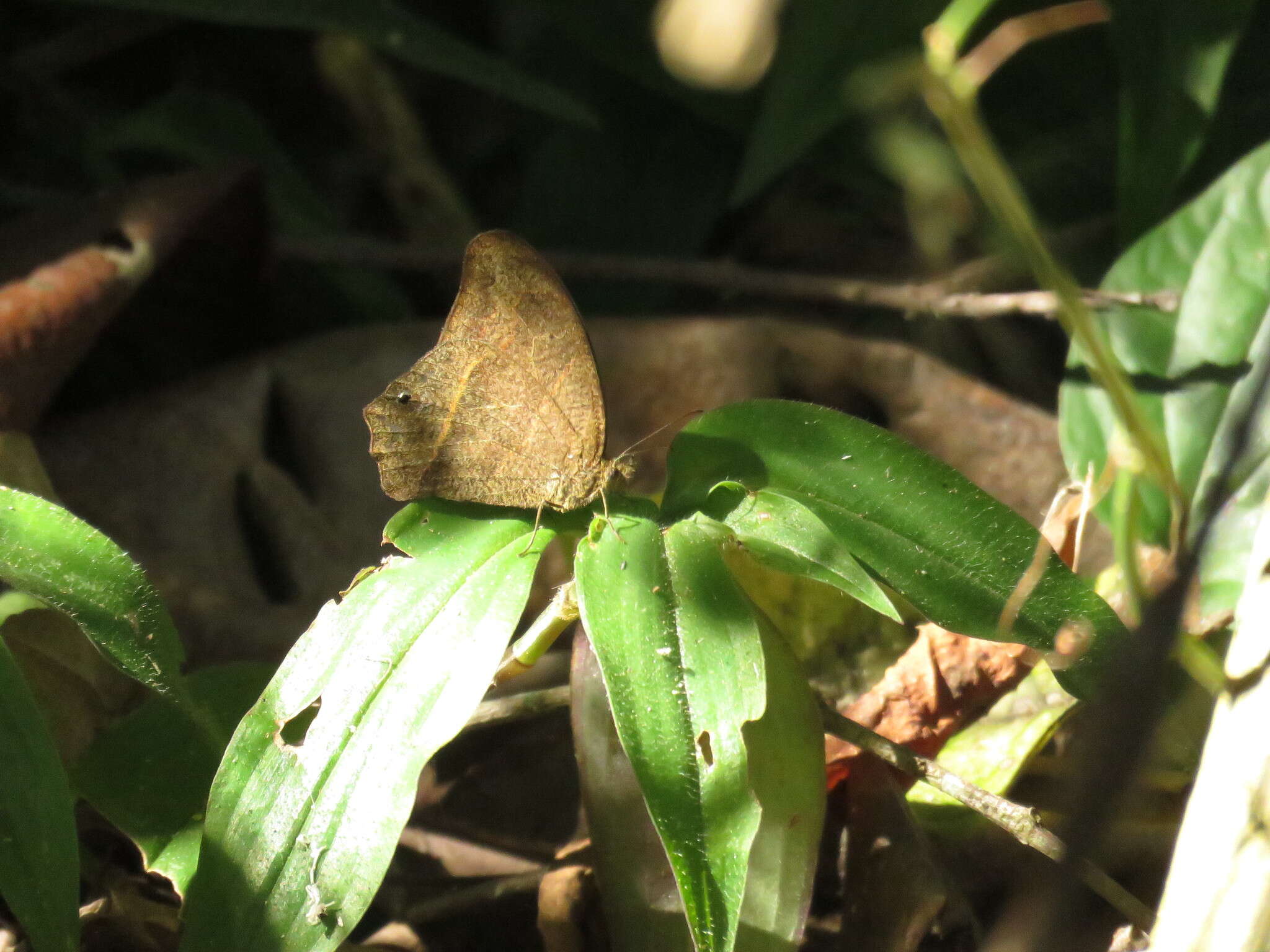 <i>Cyllopsis hedemanni</i>的圖片