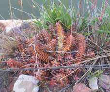 Image of Astroloba rubriflora (L. Bolus) Gideon F. Sm. & J. C. Manning