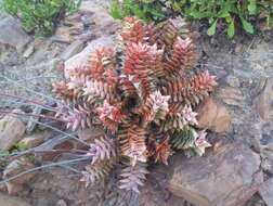 Image of Astroloba rubriflora (L. Bolus) Gideon F. Sm. & J. C. Manning