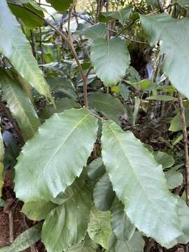 Cupania americana L.的圖片