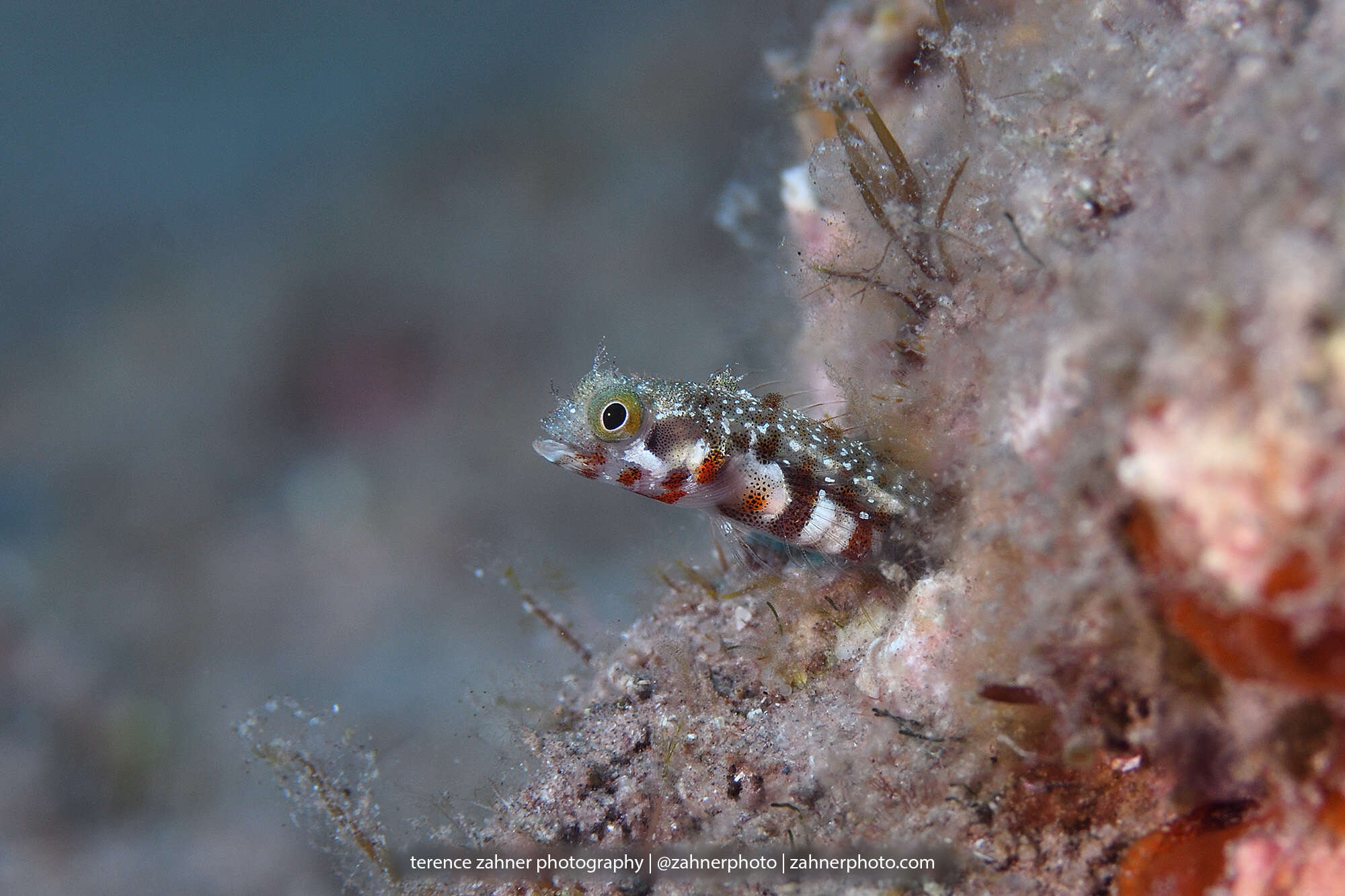 Image of Spiny blenny