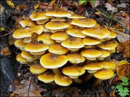 Image of Honey Fungus