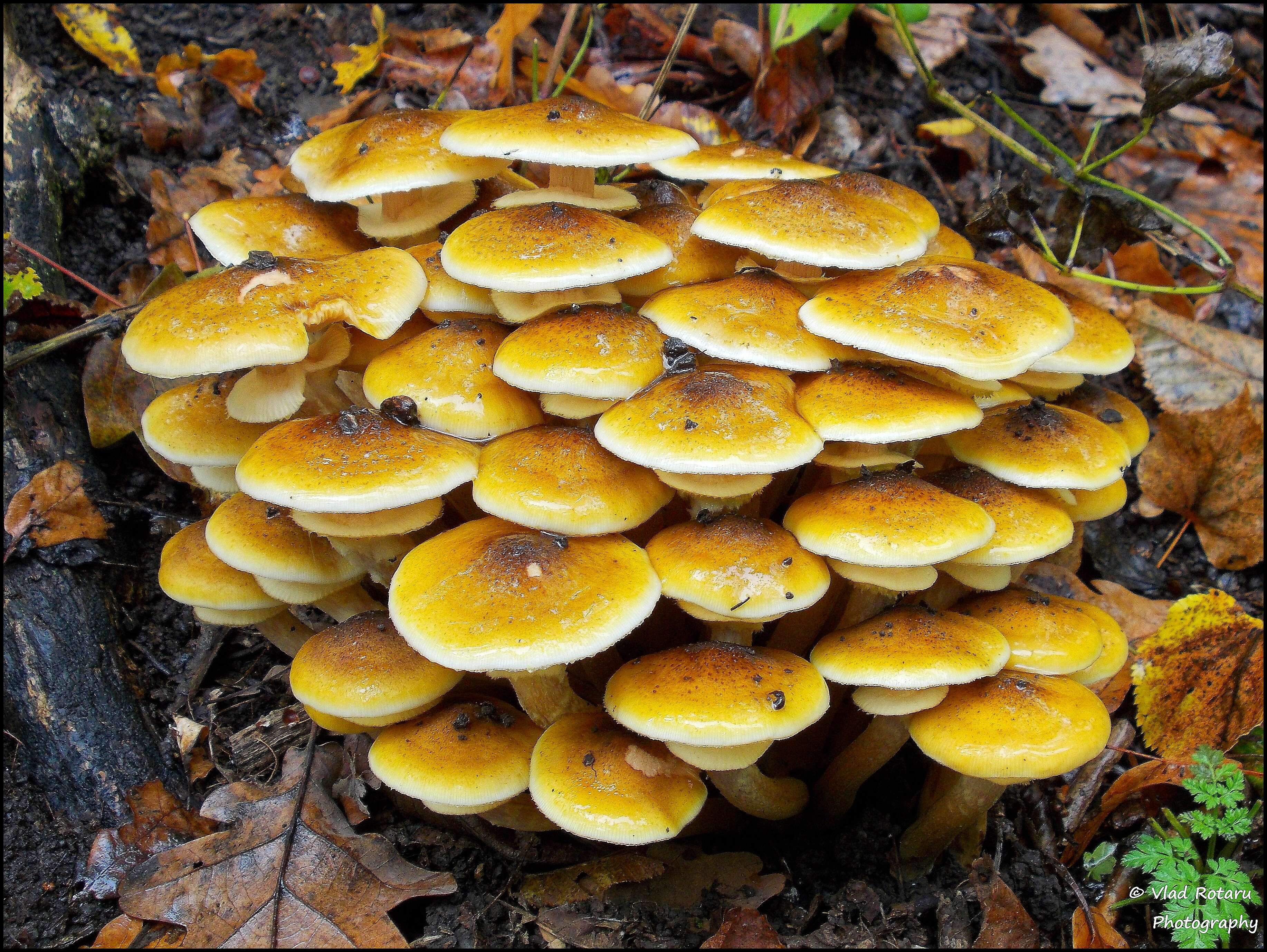 Image of Honey Fungus