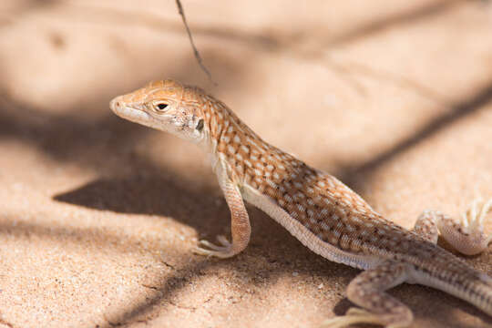 Plancia ëd Acanthodactylus dumerilii (Milne-edwards 1829)