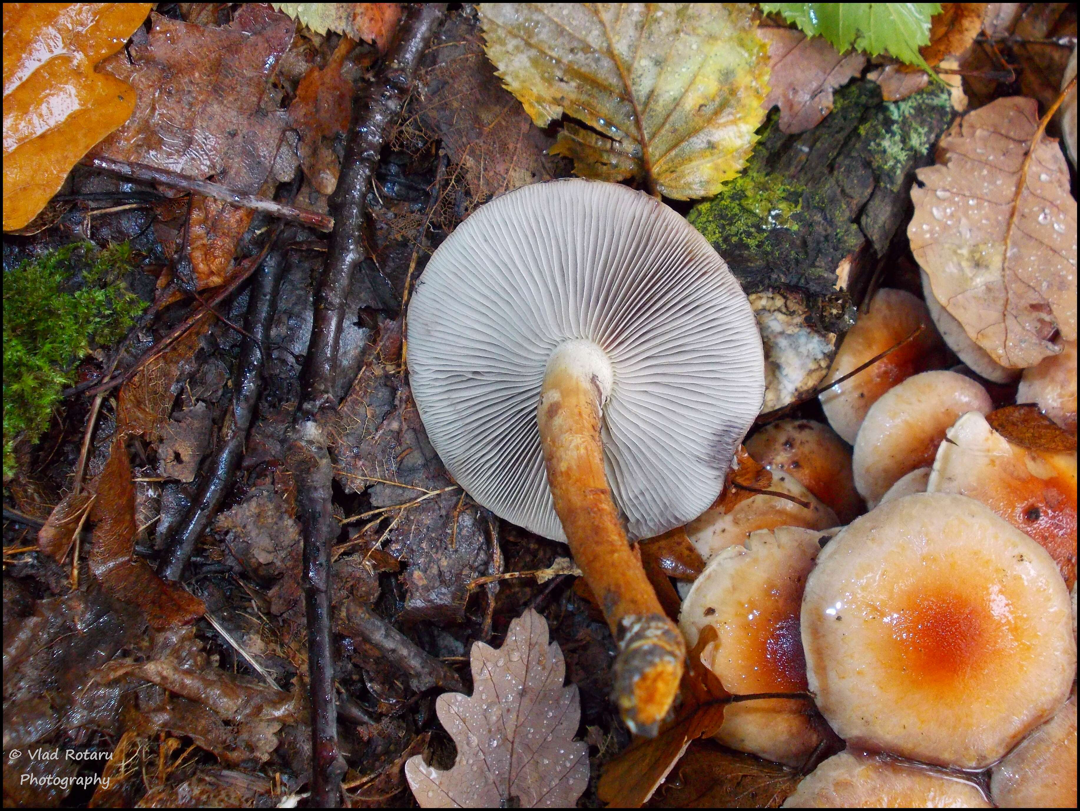 Imagem de Hypholoma lateritium (Schaeff.) P. Kumm. 1871