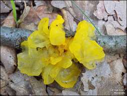 Image of Witches butter