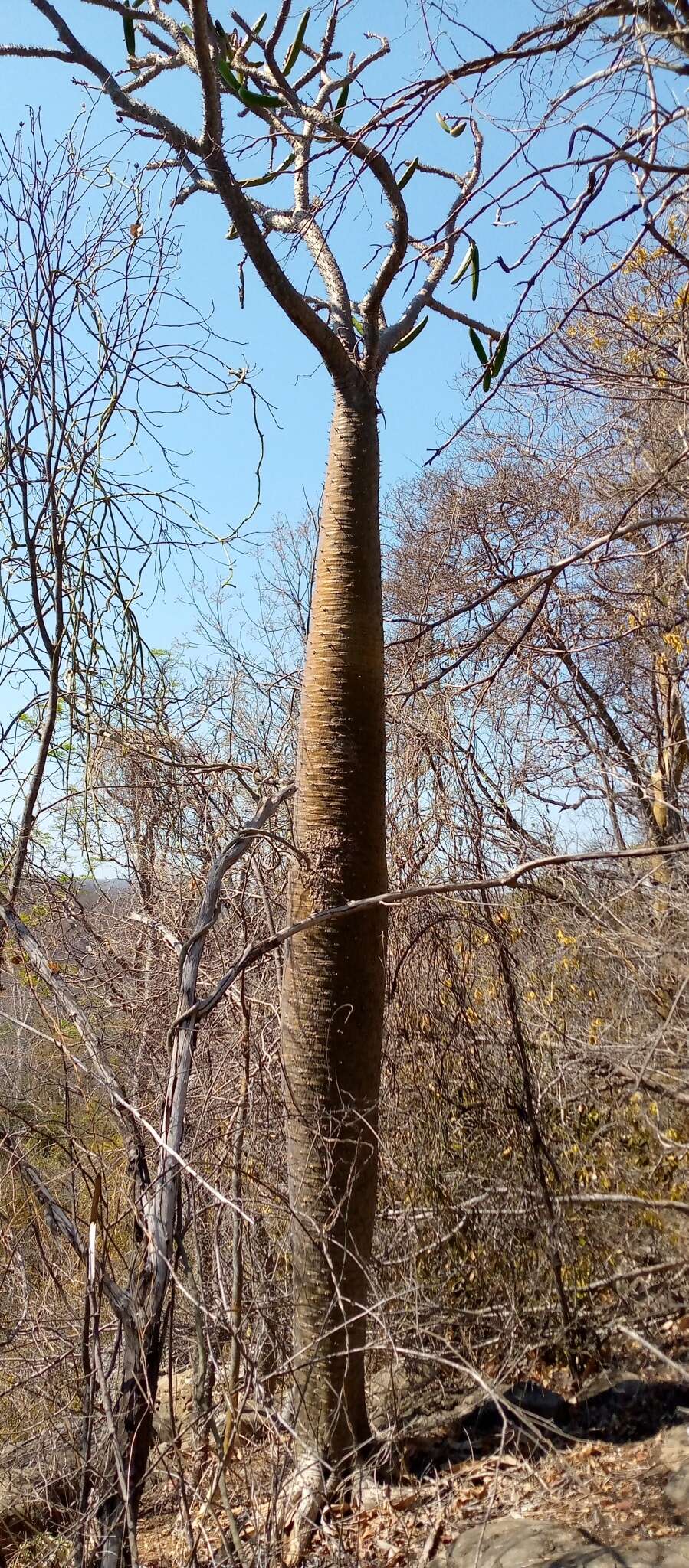 Image de Pachypodium lamerei Drake