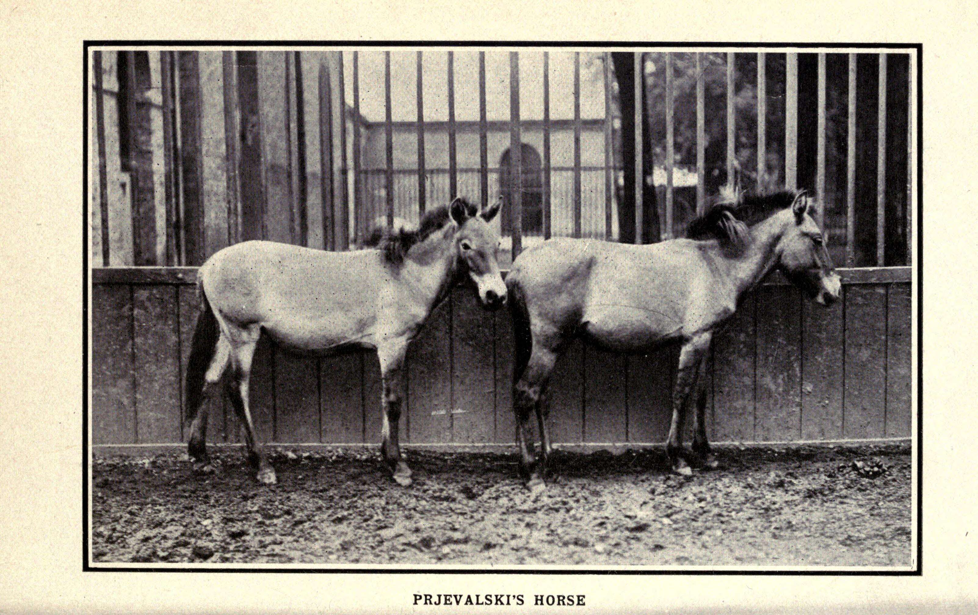 Image of Asian Wild Horse