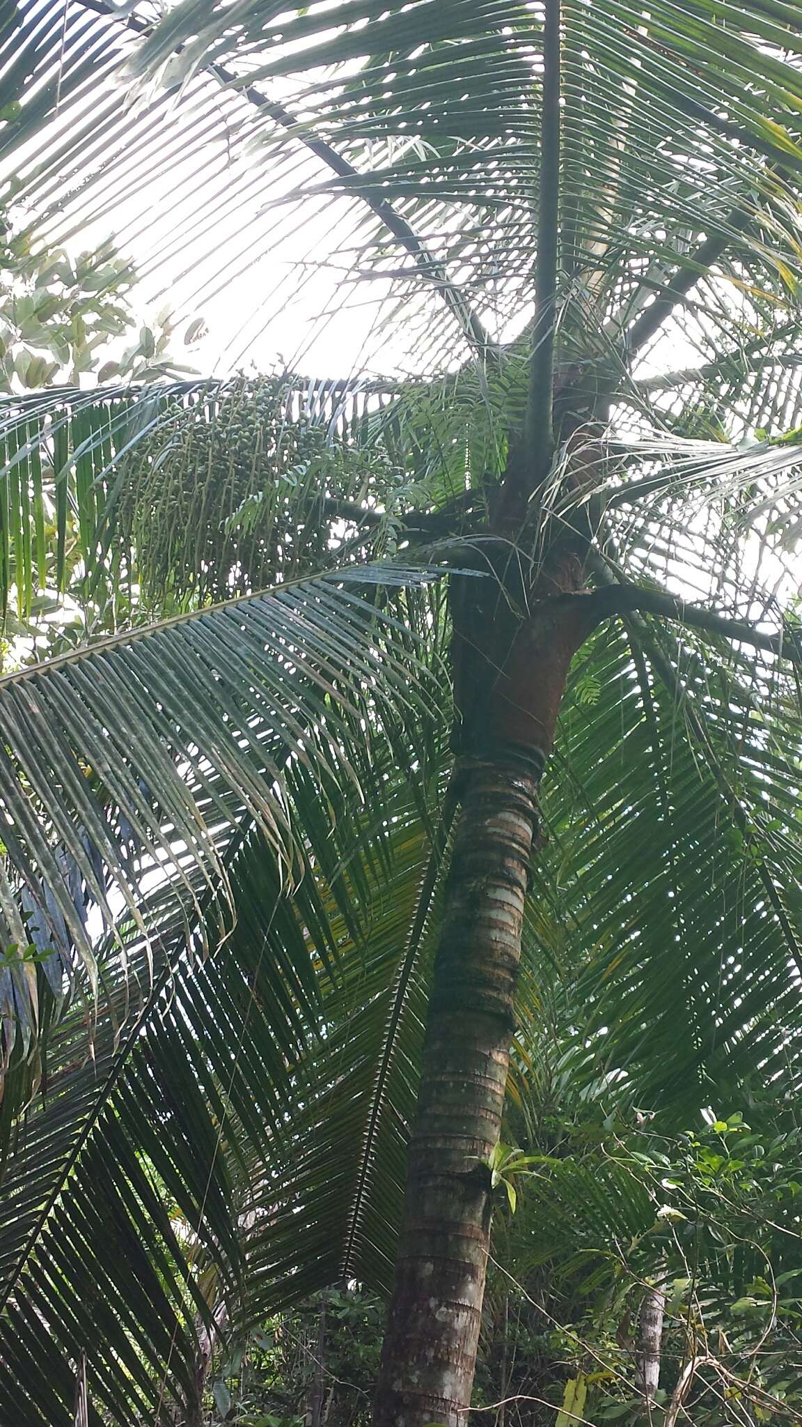 Image of Dypsis lastelliana (Baill.) Beentje & J. Dransf.