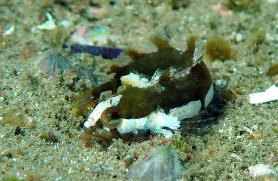 Heteroclinus whiteleggii (Ogilby 1894) resmi