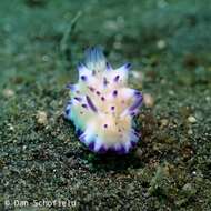 Image of Purple tipped multi-pustuled slug