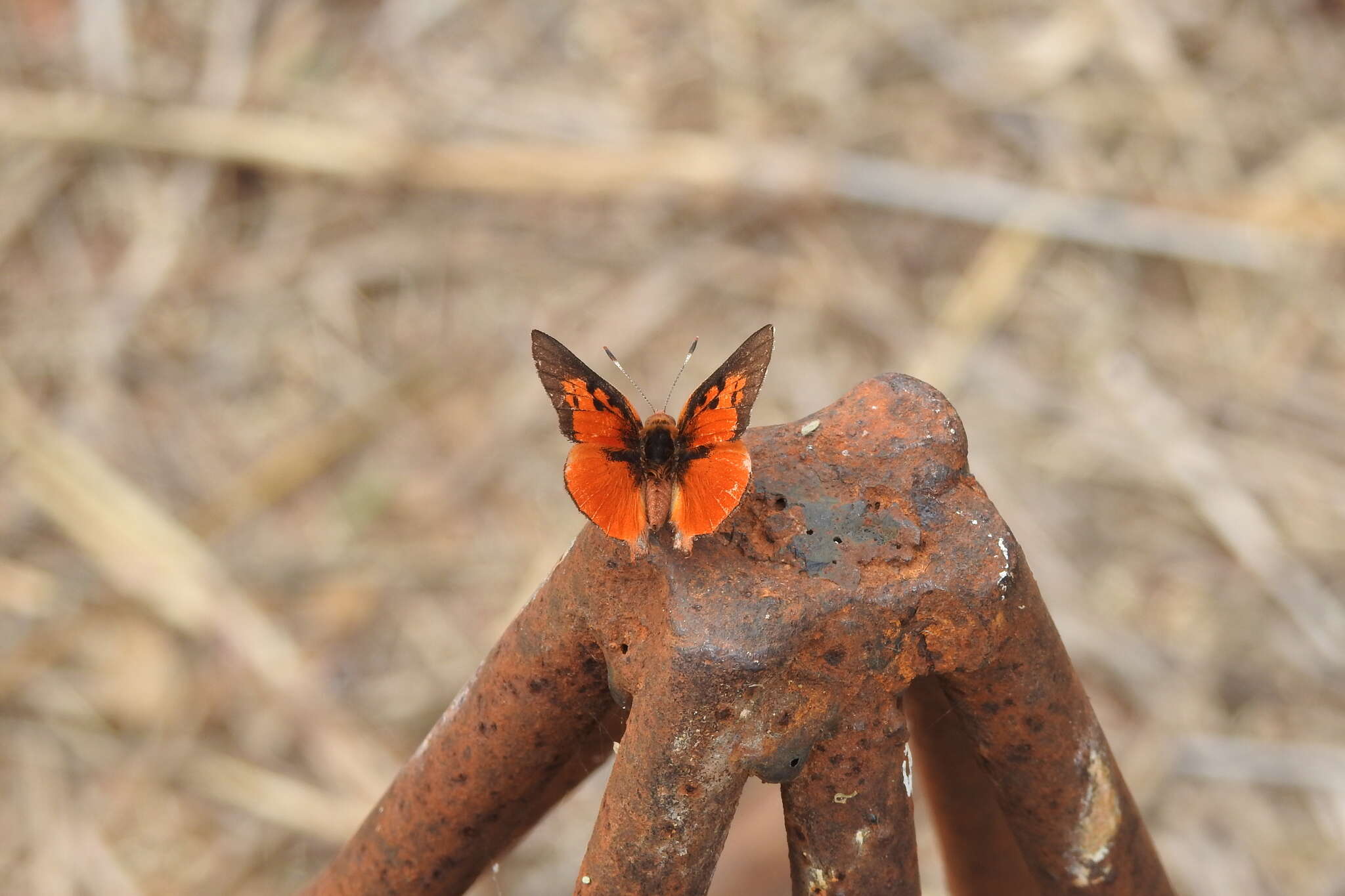 Image of Axiocerses tjoane tjoane