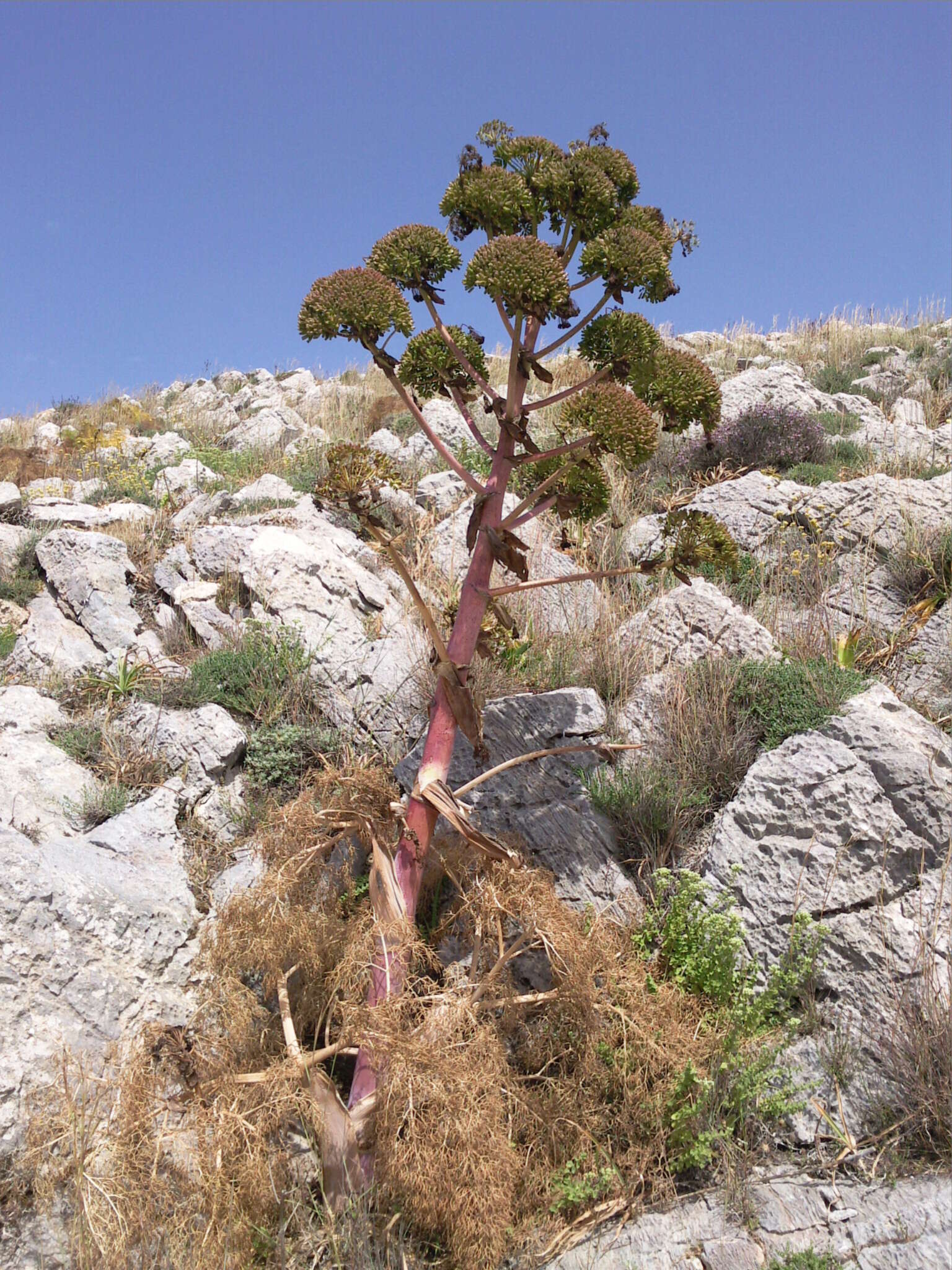 Image of Giant Fennel