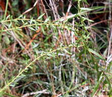 Image of anisescented goldenrod