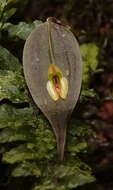 Image of Lepanthes montezumae