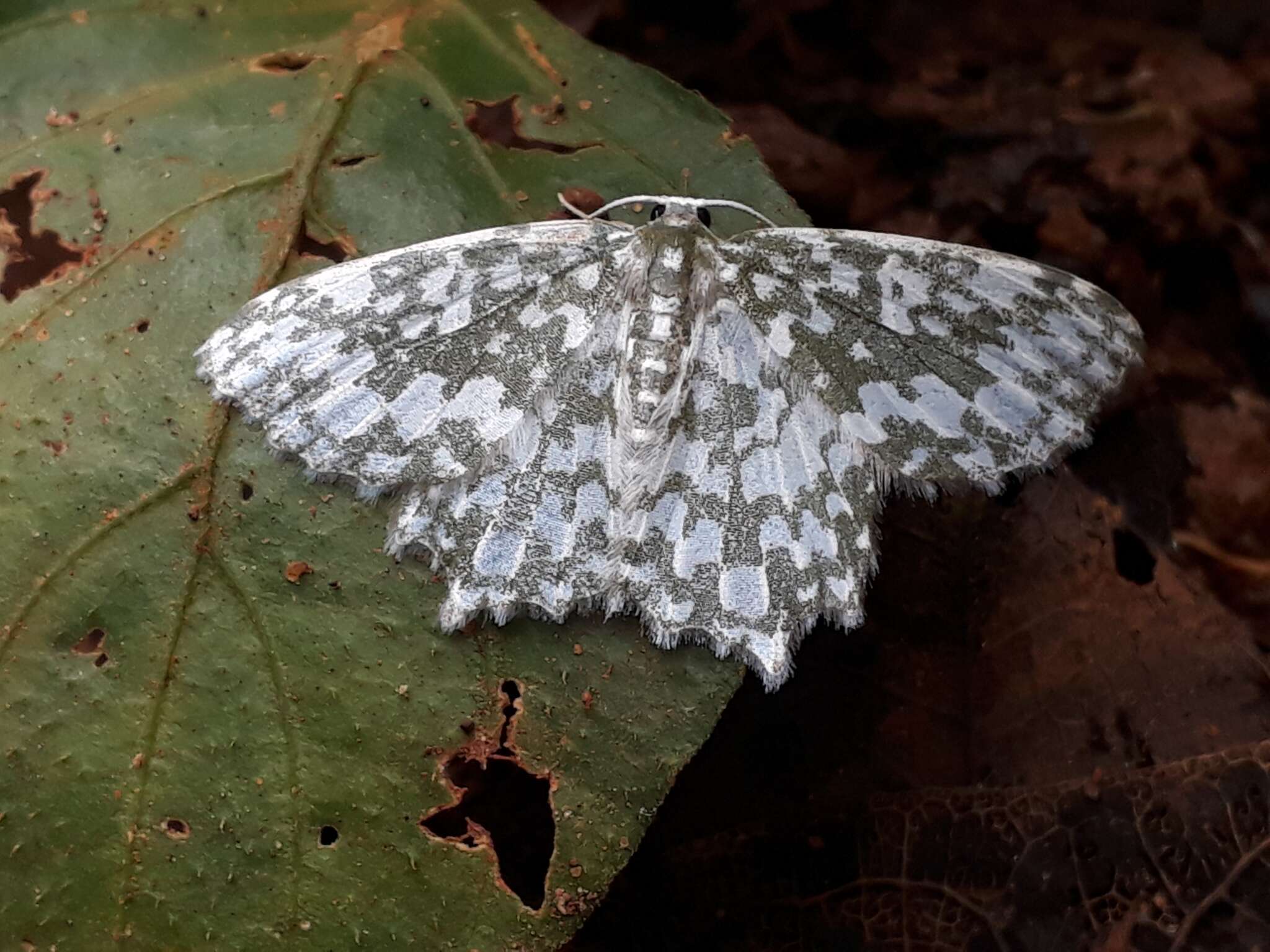 Image of Berta chrysolineata Walker 1863