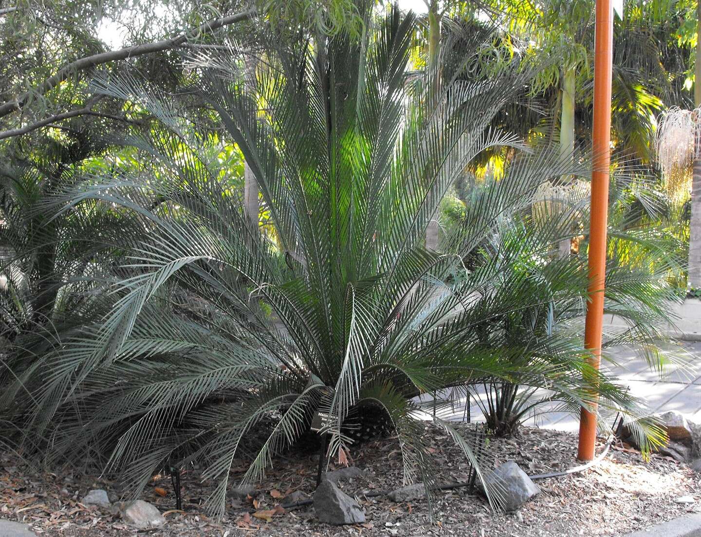 Image of Macrozamia moorei F. Muell.