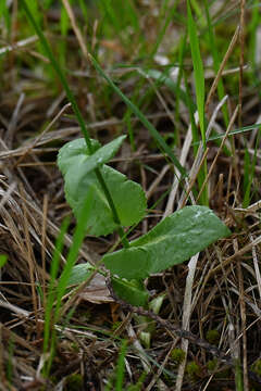 Image of Doronicum columnae Ten.