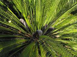 Image of Macrozamia moorei F. Muell.