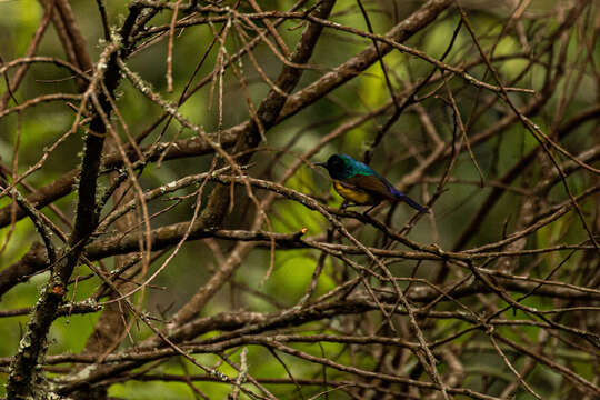 Image of Regal Sunbird