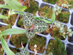 Image of Marbled jewel orchids