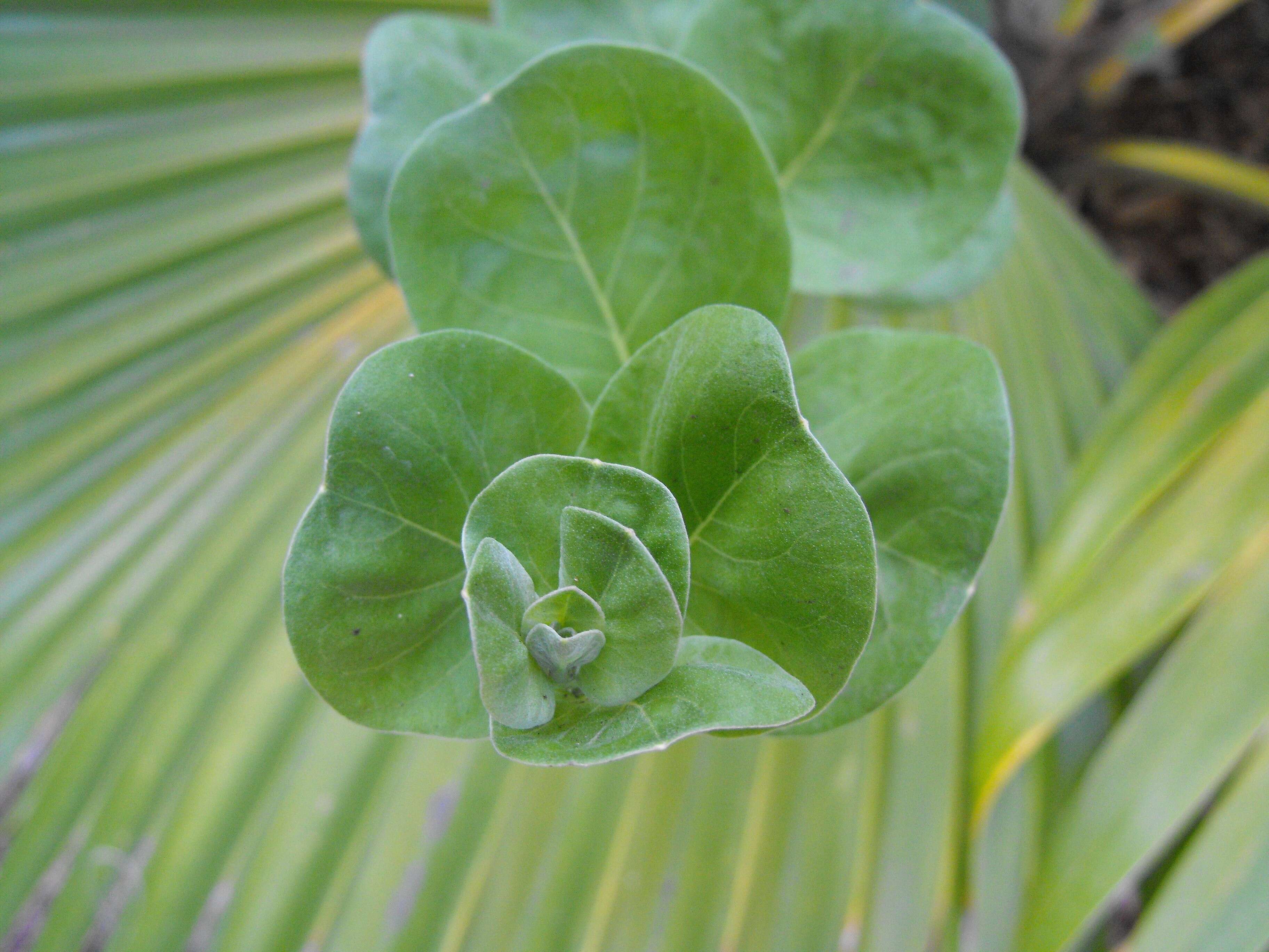 Image of roundleaf chastetree