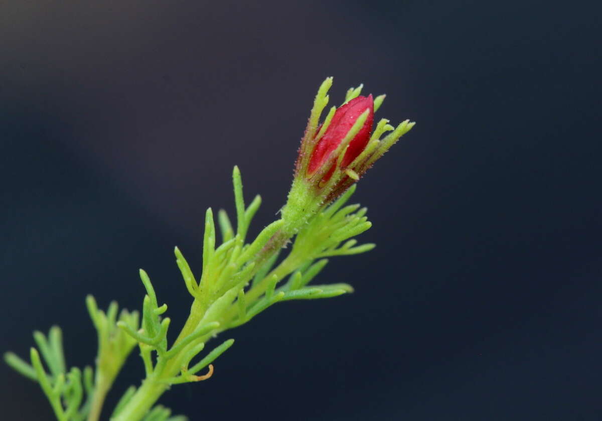 Image of Menodora africana Hook.